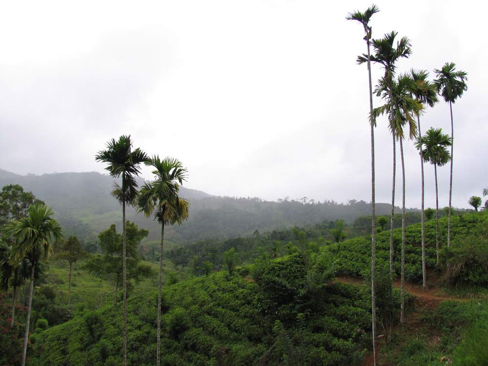 Шри Ланка (Sri Lanka)