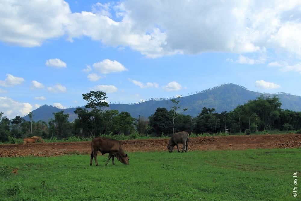 Лаос - Плато Болавен (Лаос - Bolaven plateau)