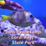 парк джон пеннекамп корал риф / john pennekamp coral reef state park