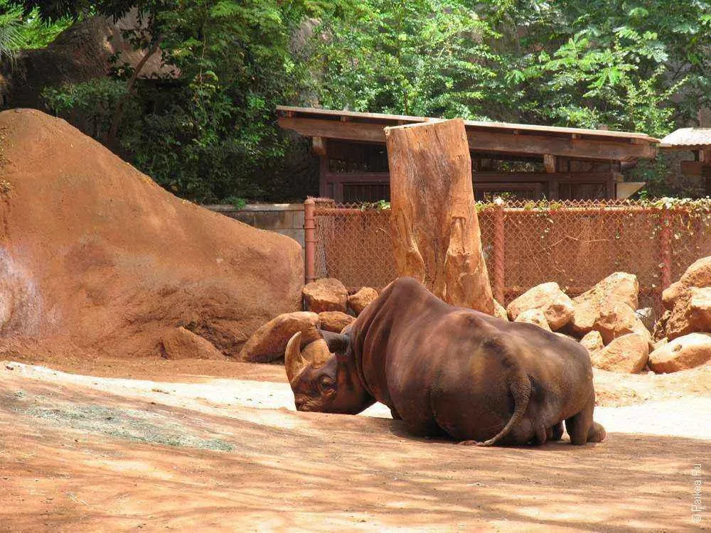 зоопарк гонолулу (honolulu zoo), носорог в зоопарке гонолулу