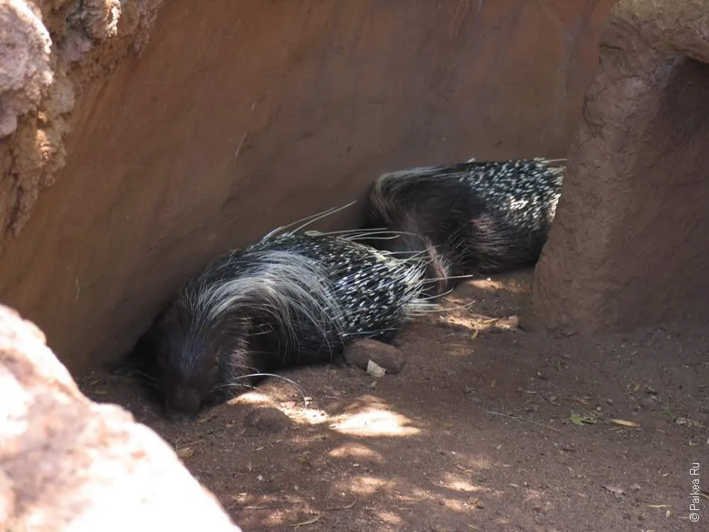 зоопарк гонолулу (honolulu zoo), два дикообраза спят