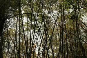 Таиланд - Чианг Май - Водопад Морк Фа (Thailand - Chian Mai - Mork Fa Waterfall)