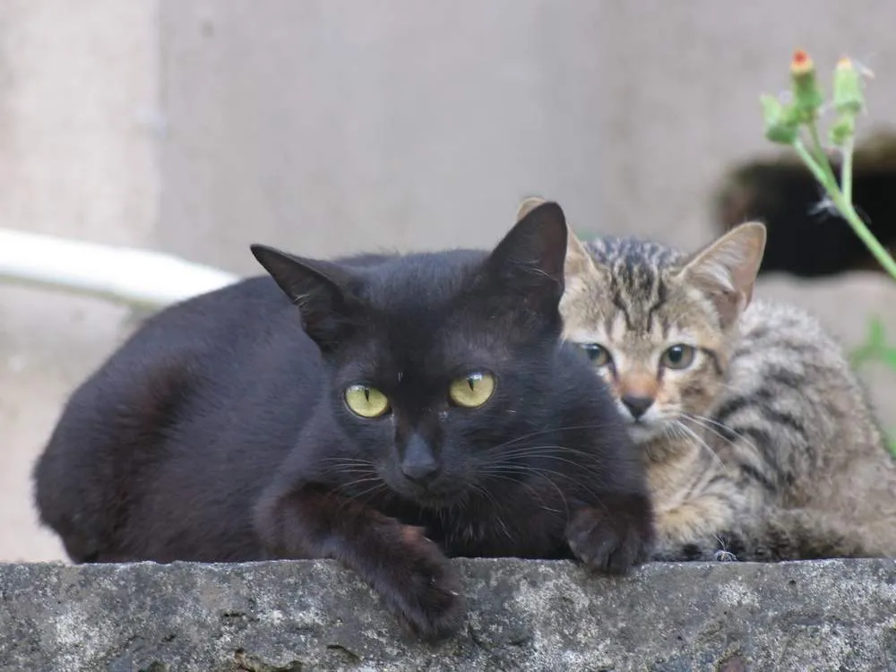 Элла Шри Ланка кот