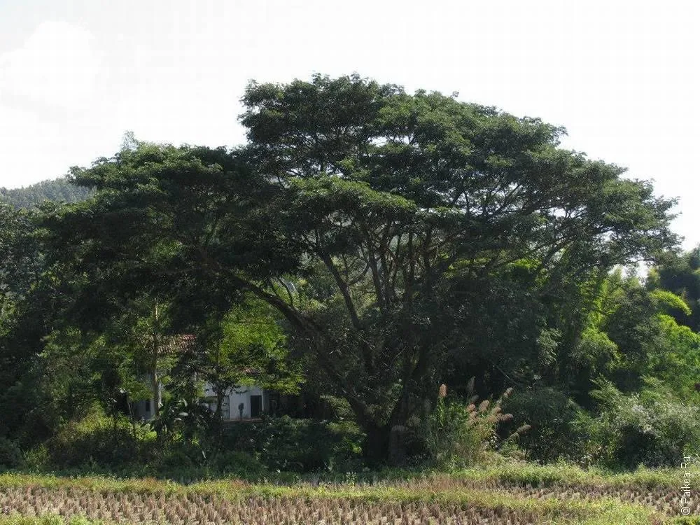 Таиланд - Пай (Thailand - Pai)