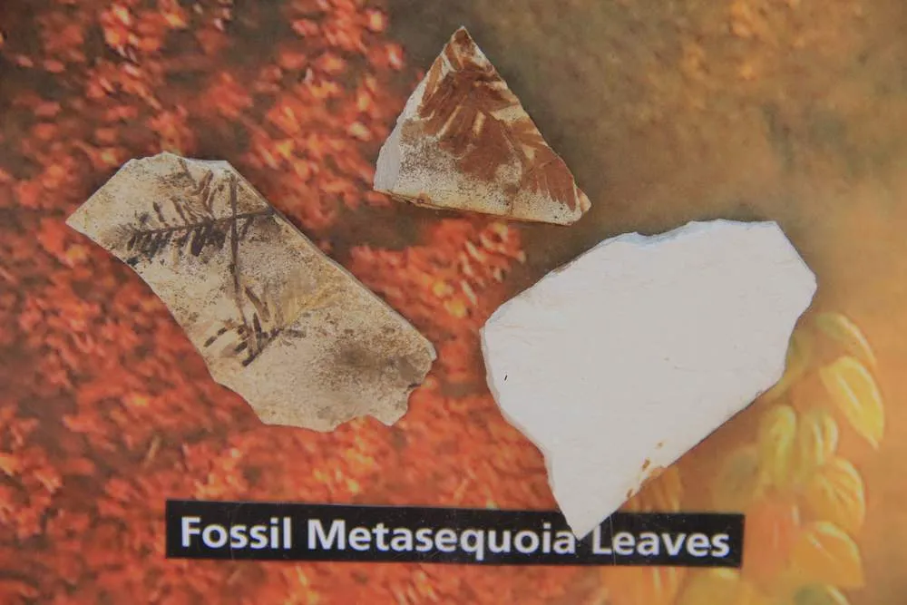 Окаменелости в парке John Day Fossil Beds