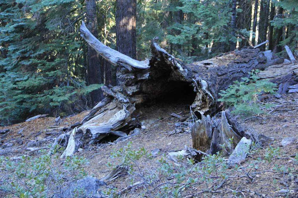 Йосемите, США (Yosemite, USA)