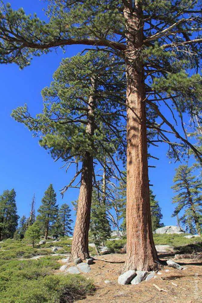 Йосемите, США (Yosemite, USA)