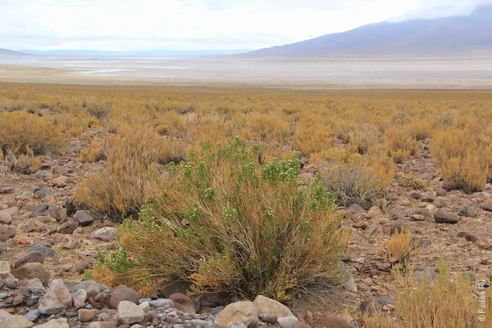 Альтиплано, Боливия (Altiplano, Bolivia)