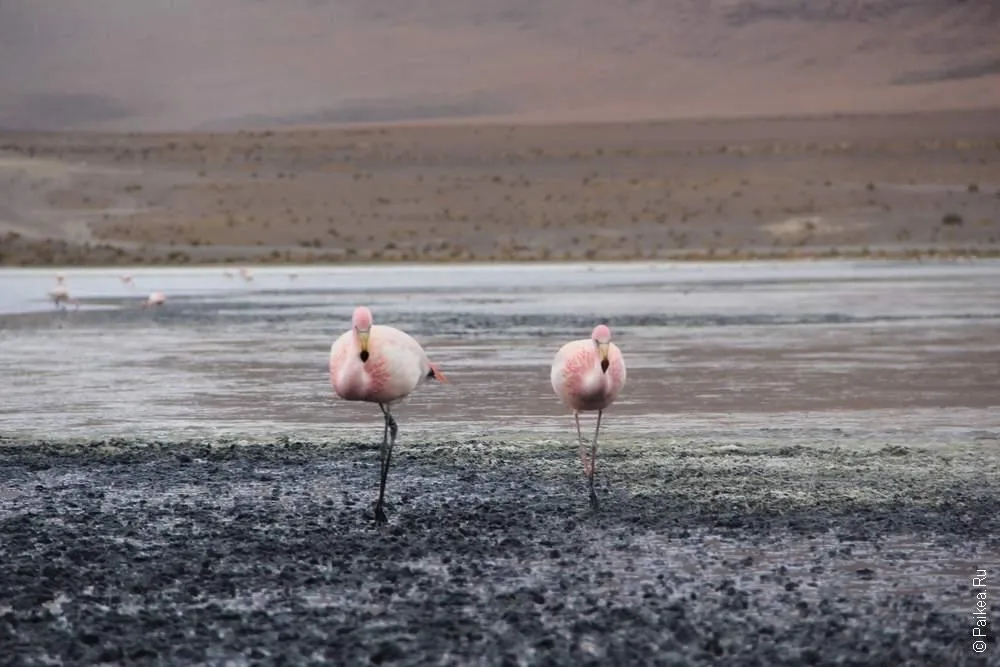 Альтиплано, Боливия (Altiplano, Bolivia)
