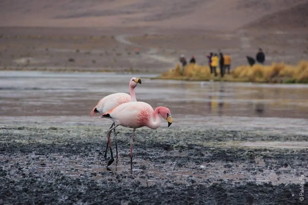 Альтиплано, Боливия (Altiplano, Bolivia)