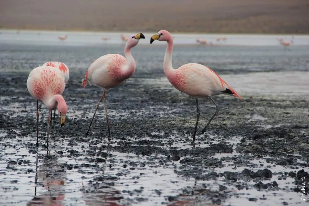 Альтиплано, Боливия (Altiplano, Bolivia)