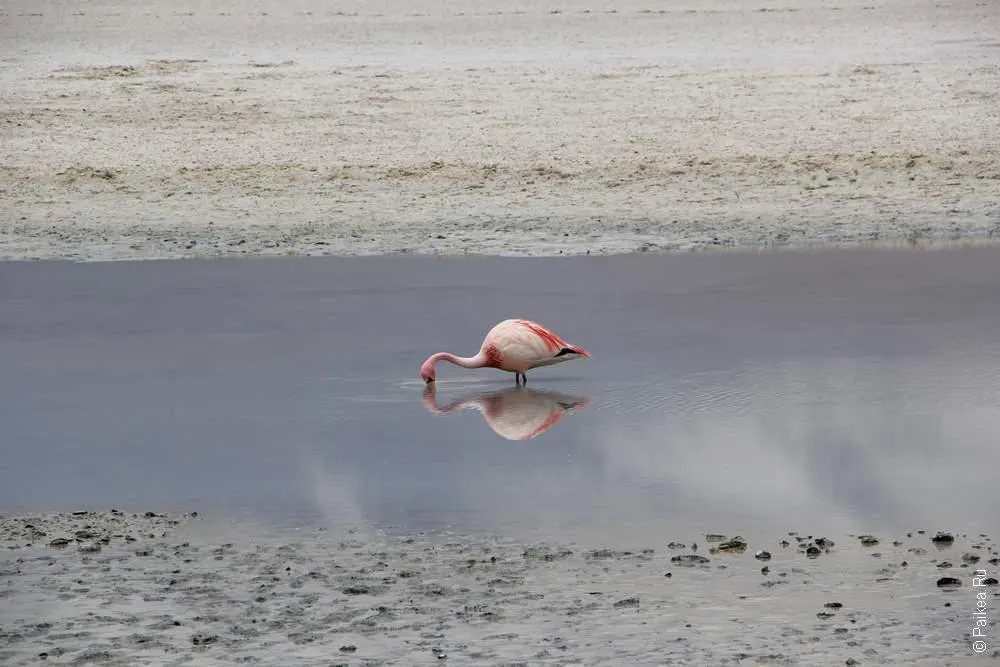 Альтиплано, Боливия (Altiplano, Bolivia)