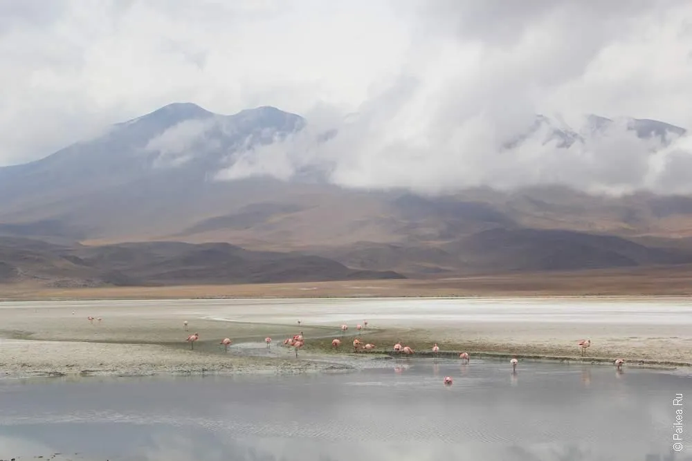 Альтиплано, Боливия (Altiplano, Bolivia)