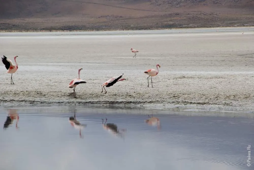 Альтиплано, Боливия (Altiplano, Bolivia)