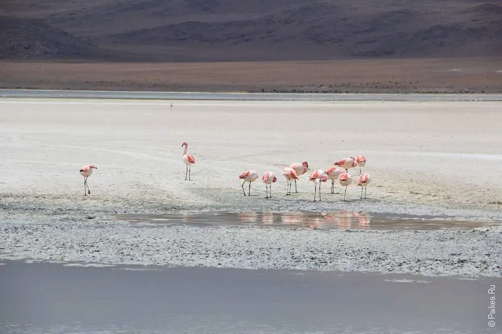 Альтиплано, Боливия (Altiplano, Bolivia)