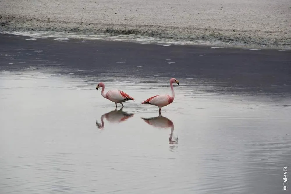 Альтиплано, Боливия (Altiplano, Bolivia)