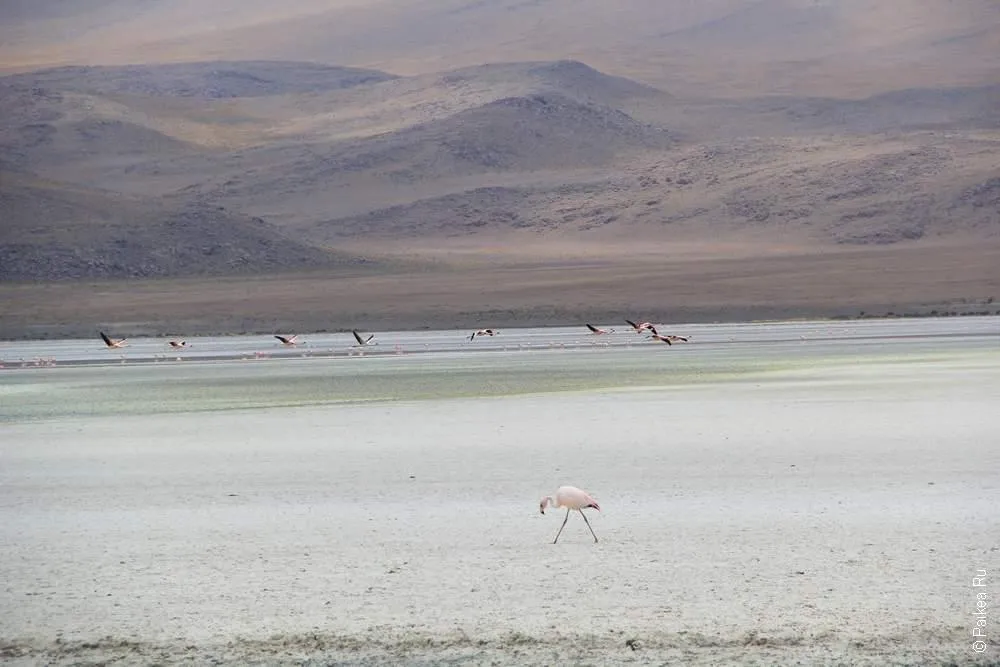 Альтиплано, Боливия (Altiplano, Bolivia)