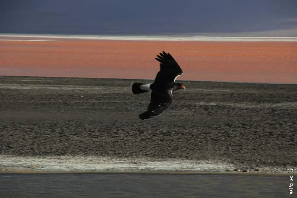 Альтиплано, Боливия (Altiplano, Bolivia)