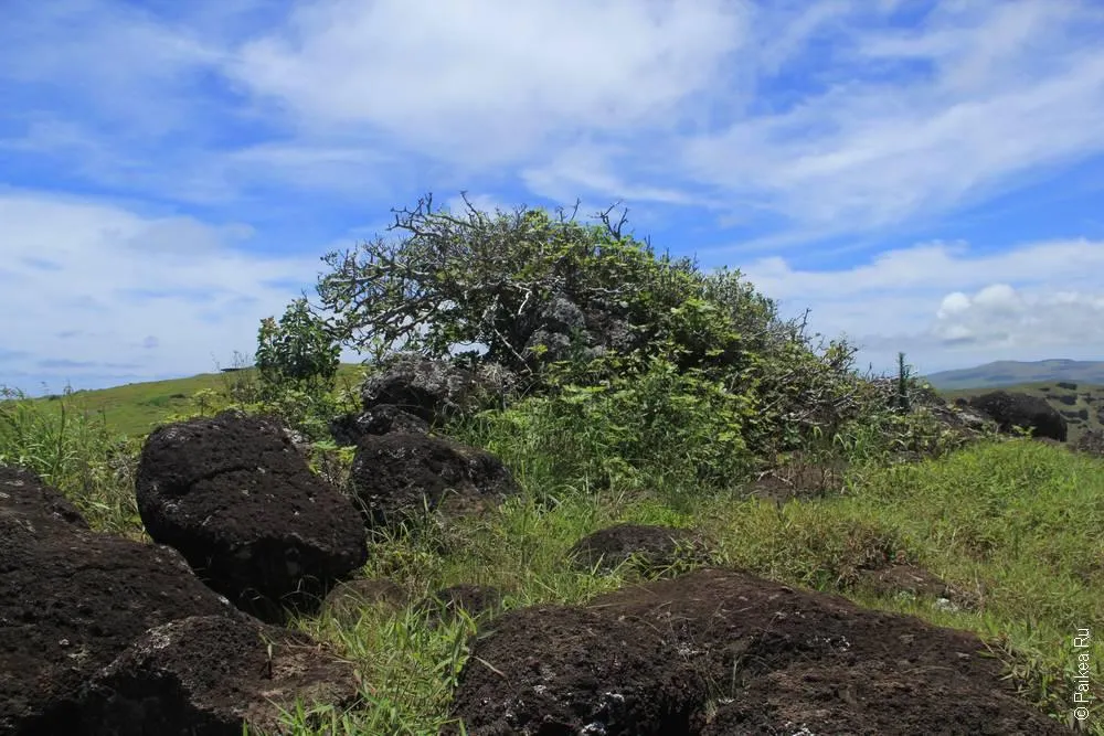 Оронго, Остров Пасхи (Easter Island)