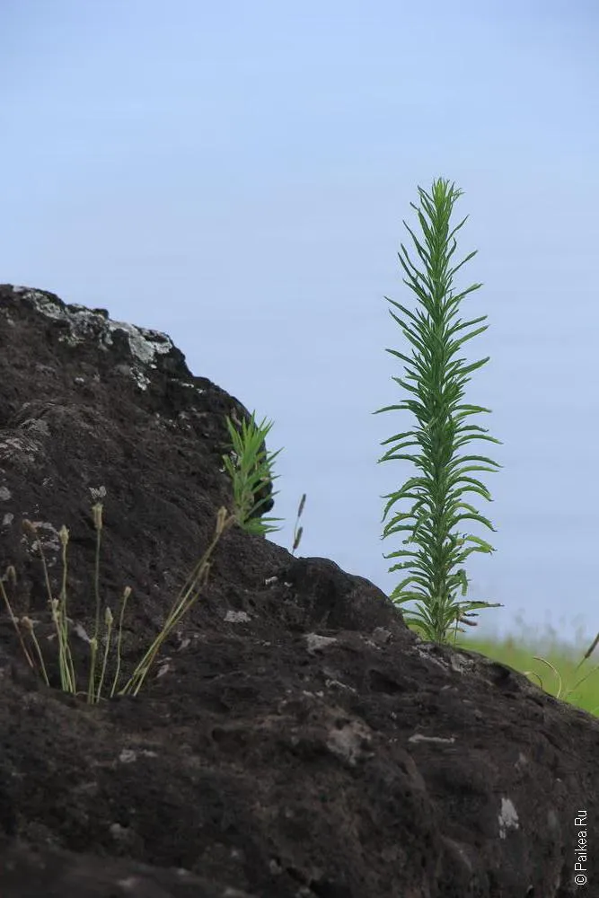 Оронго, Остров Пасхи (Easter Island)