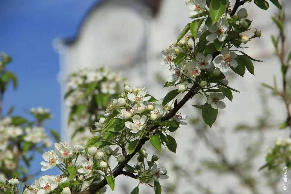 Лужецкий Ферапонтов монастырь в Можайске 25