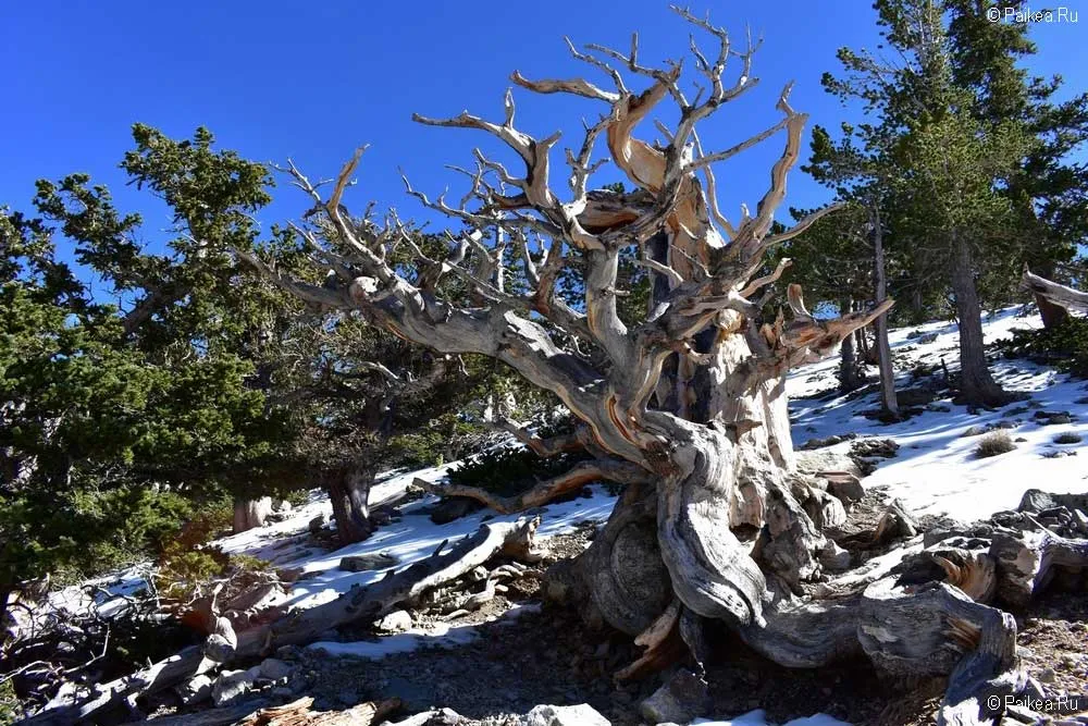 грейт бейзин (great basin)