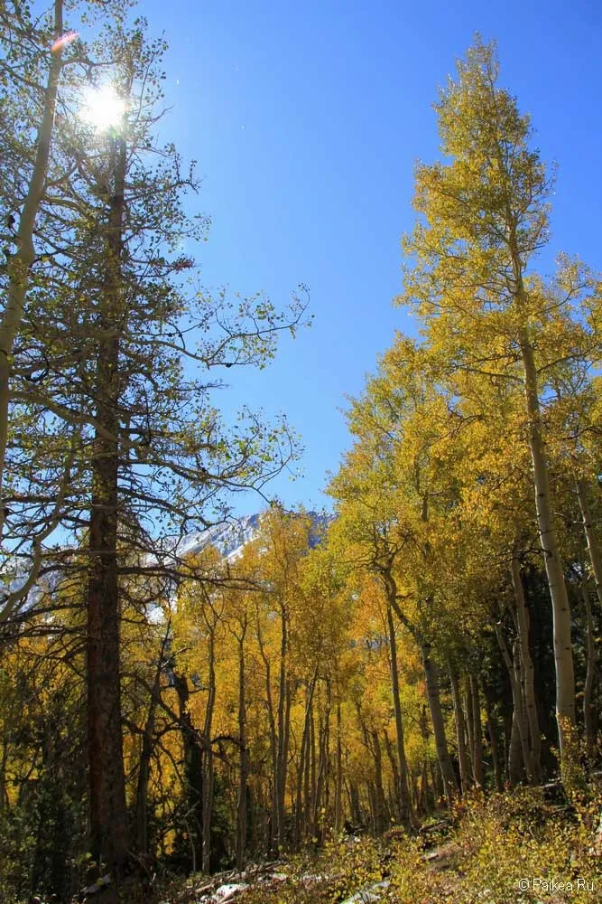 грейт бейзин (great basin)