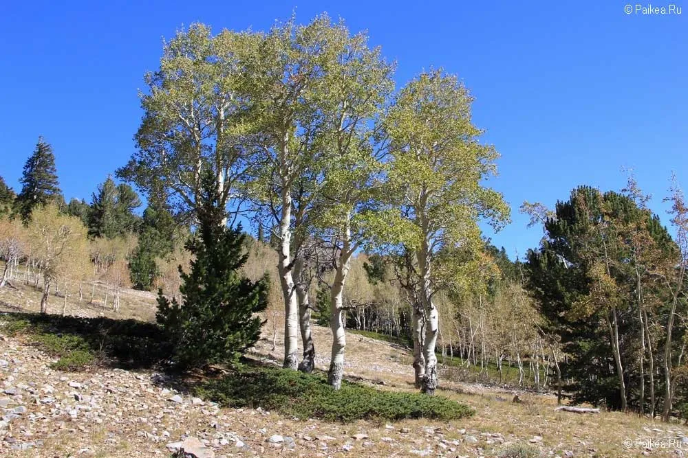грейт бейзин (great basin)
