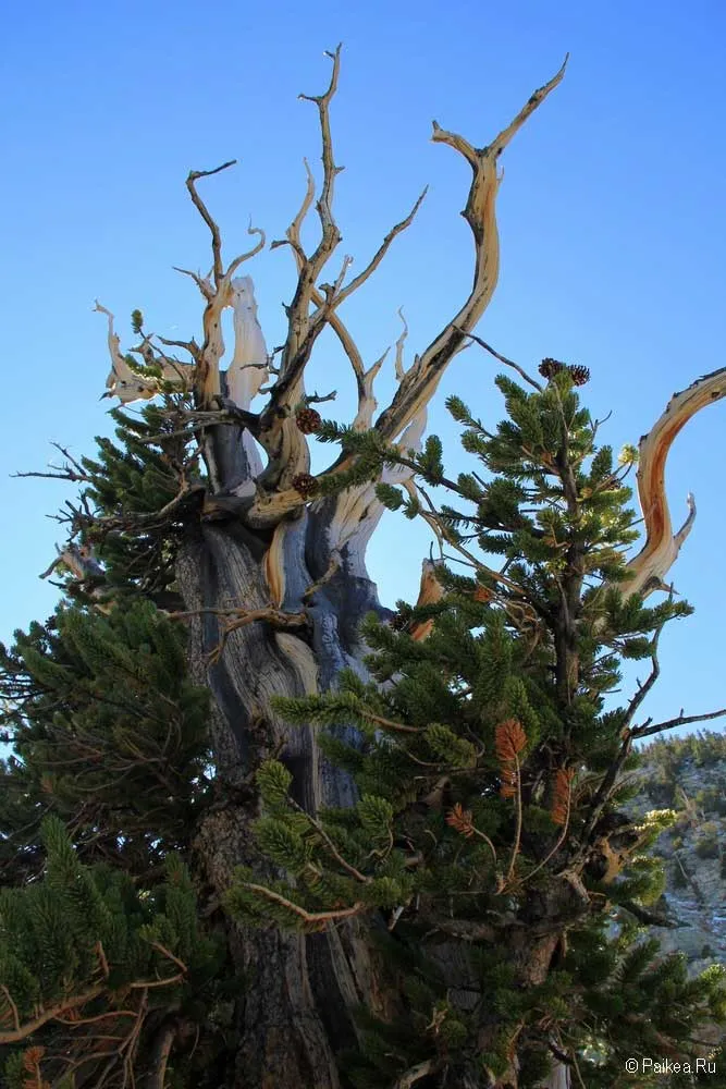 грейт бейзин (great basin)