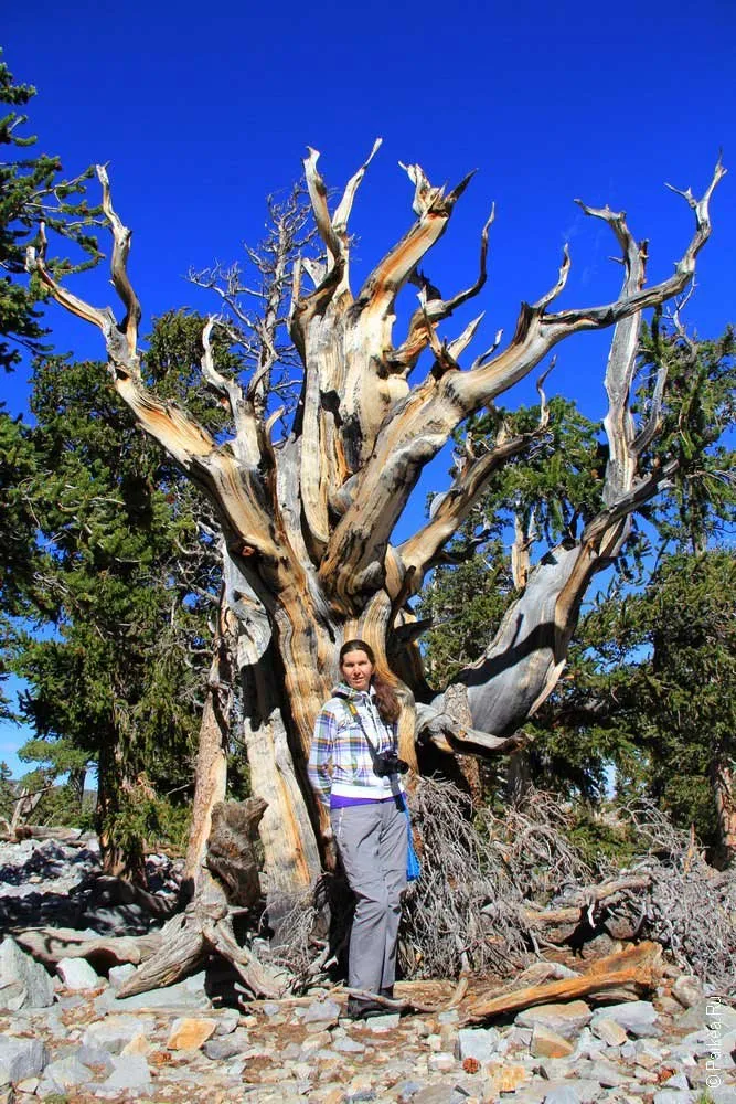 грейт бейзин (great basin)