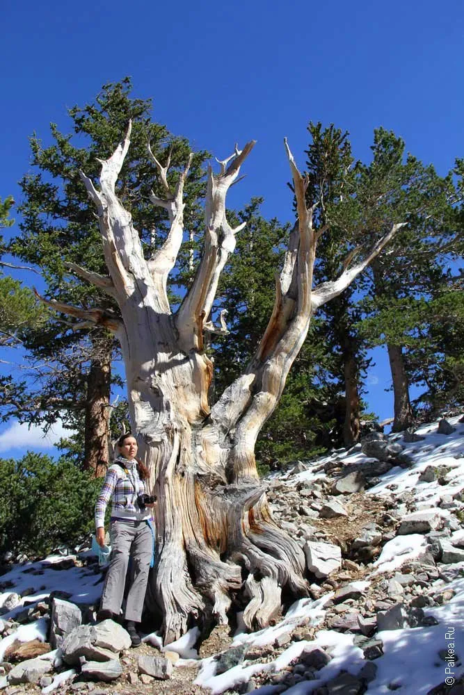 грейт бейзин (great basin)