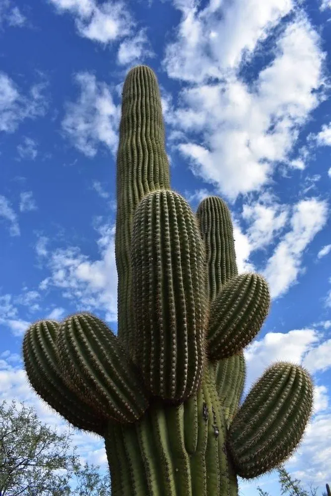 Сагуаро парк (Saguaro National Park) 16