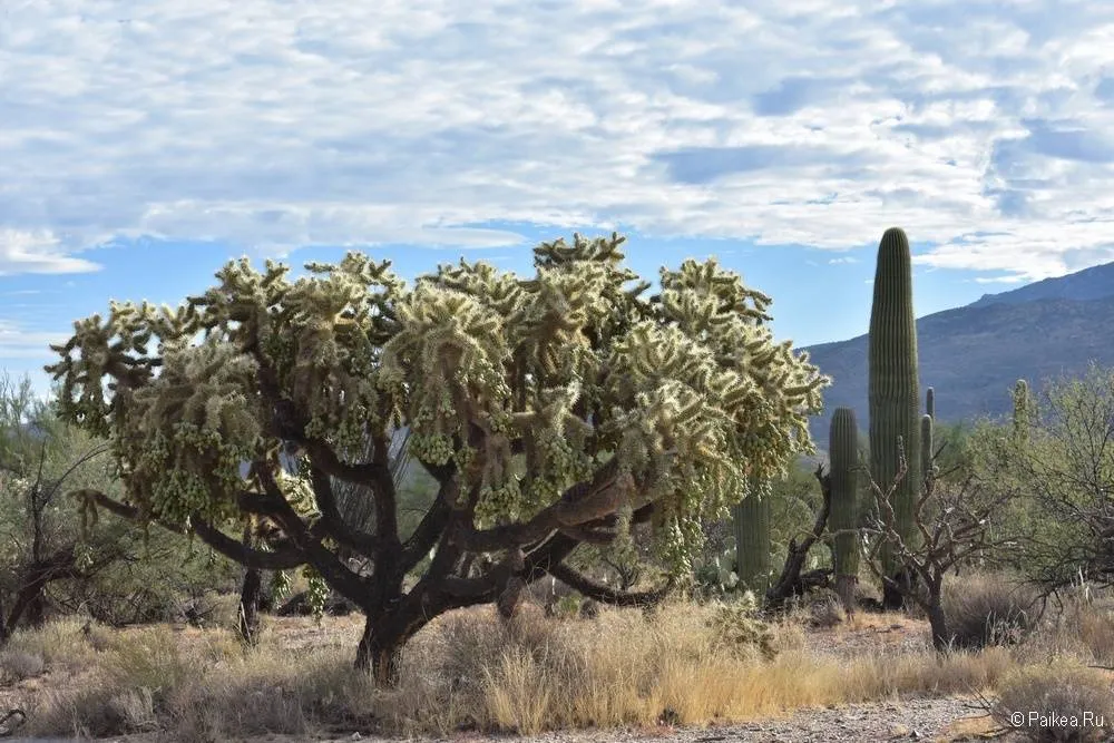 Сагуаро парк (Saguaro National Park) 17