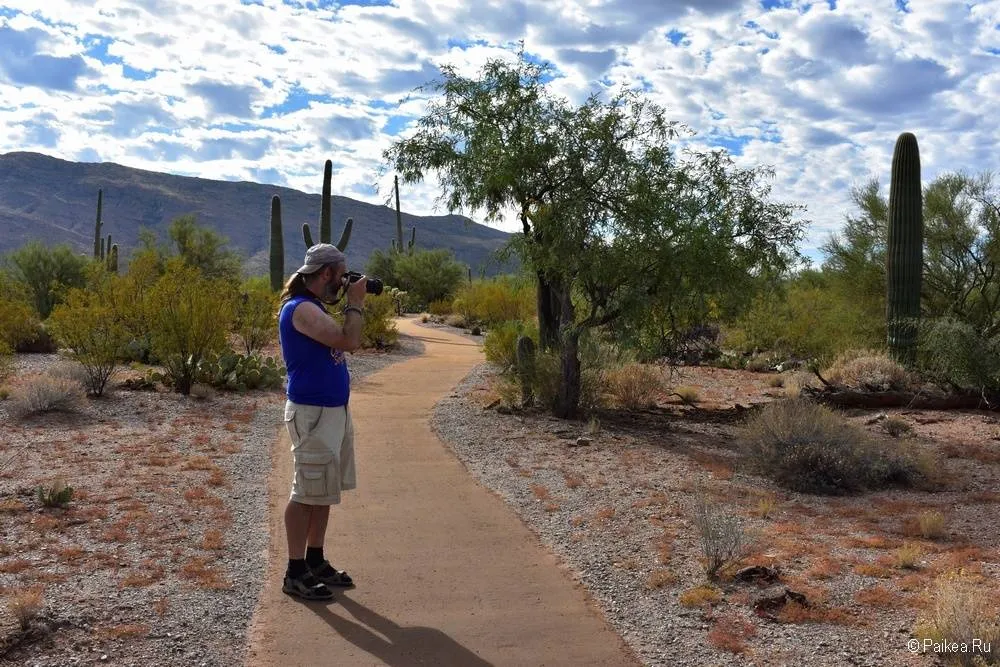 Сагуаро парк (Saguaro National Park) 20