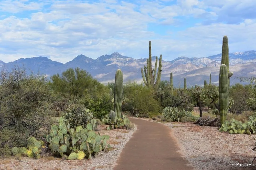 Сагуаро парк (Saguaro National Park) 21