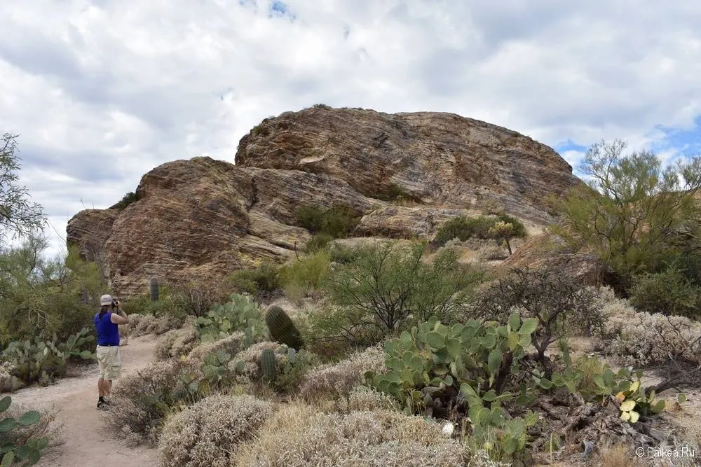 Сагуаро парк (Saguaro National Park) 22