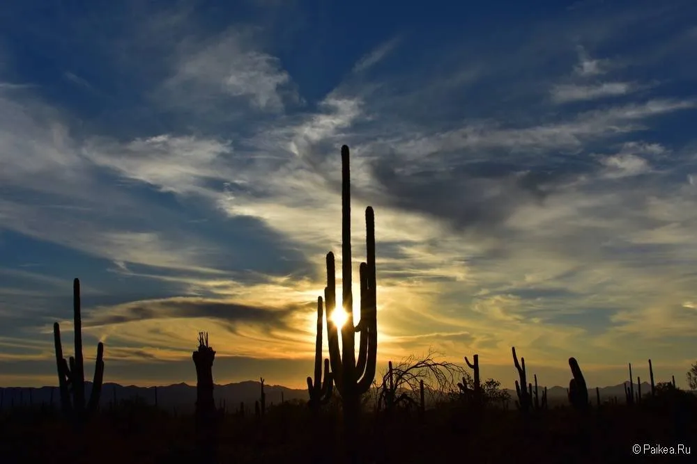 Сагуаро парк (Saguaro National Park) 24