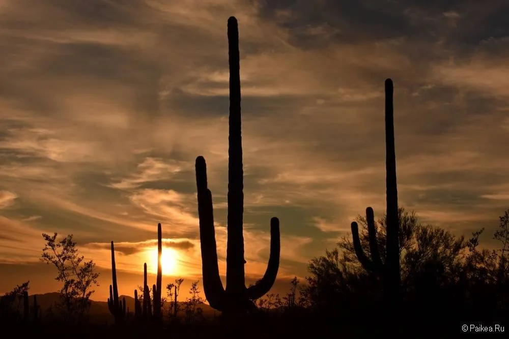 Сагуаро парк (Saguaro National Park) 27