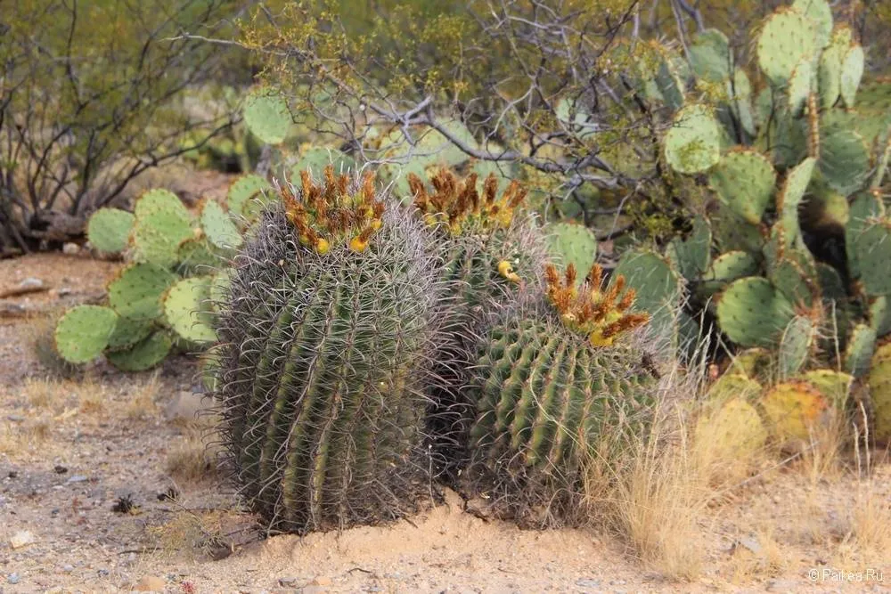 Сагуаро парк (Saguaro National Park) 37