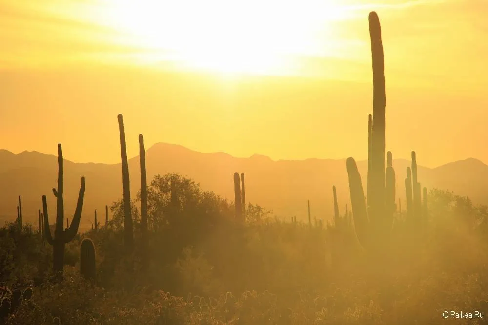 Сагуаро парк (Saguaro National Park) 41