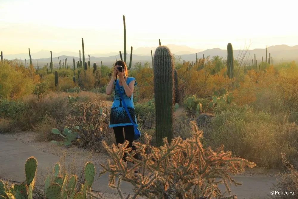 Сагуаро парк (Saguaro National Park) 42