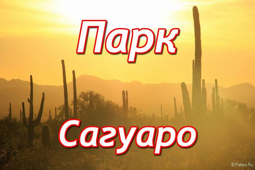 Сагуаро парк