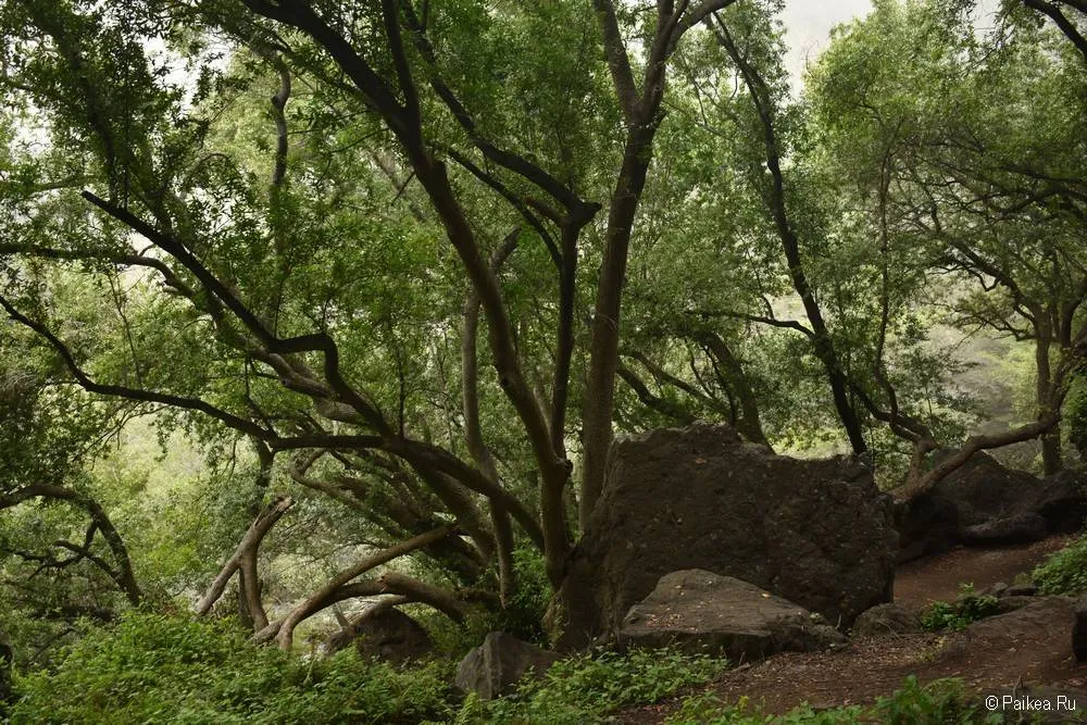 водопад салмон крик (salmon creek falls), калифорния 06