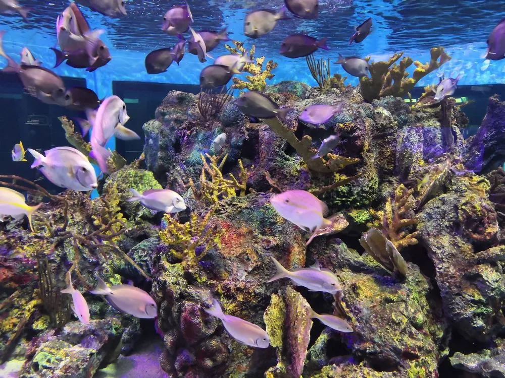 парк джон пеннекамп корал риф / john pennekamp coral reef state park 101