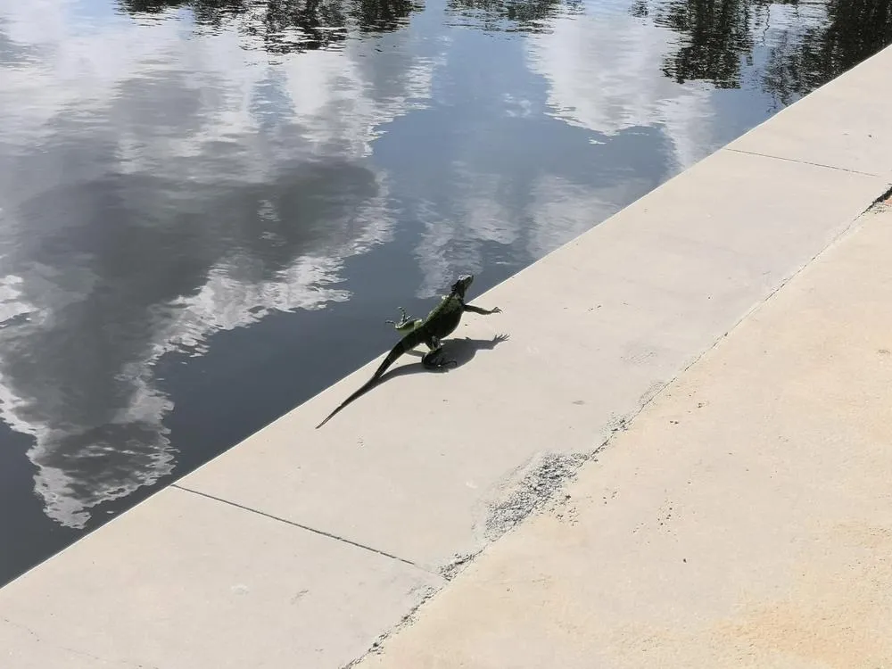 парк джон пеннекамп корал риф / john pennekamp coral reef state park 107