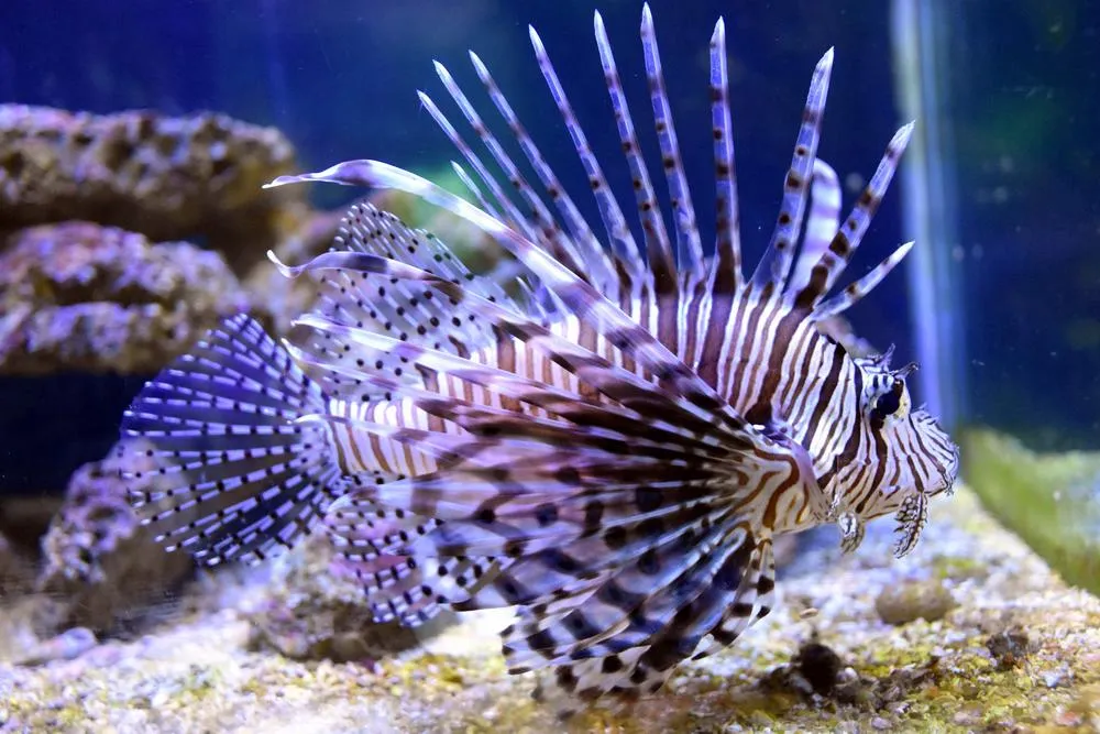парк джон пеннекамп корал риф / john pennekamp coral reef state park 16