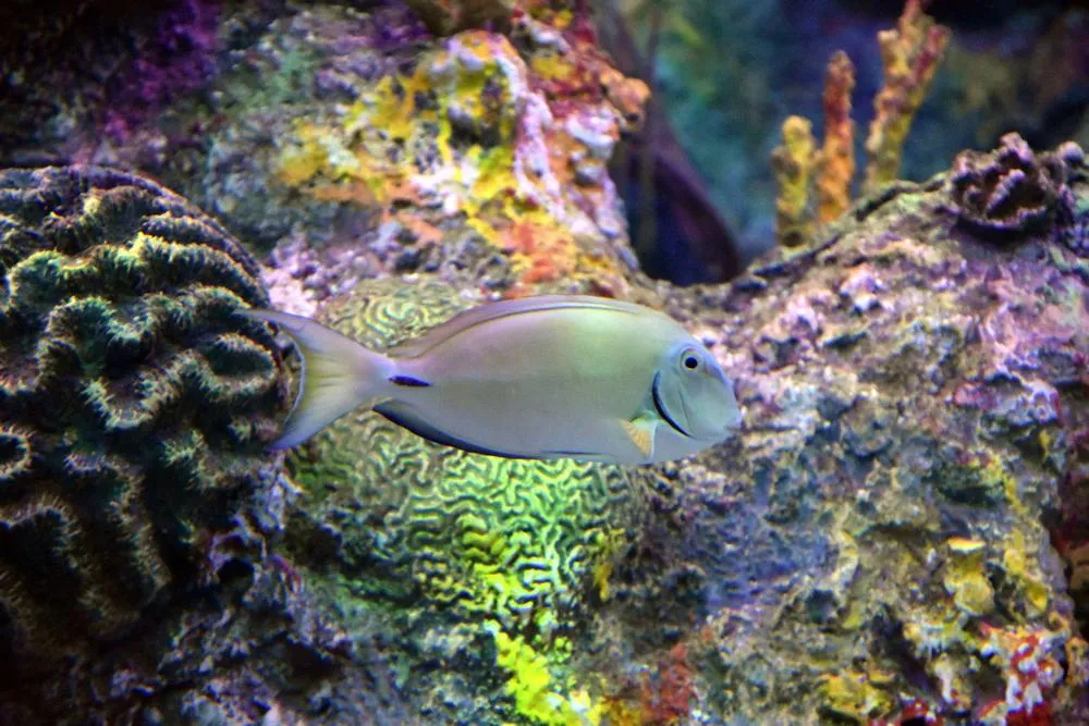 парк джон пеннекамп корал риф / john pennekamp coral reef state park 19