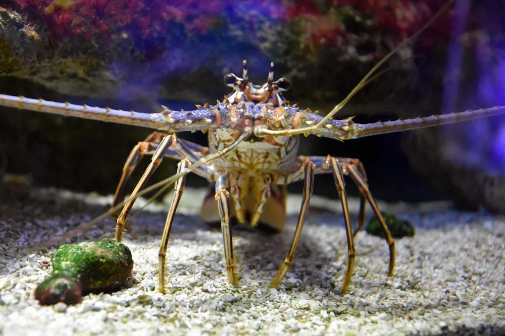 парк джон пеннекамп корал риф / john pennekamp coral reef state park 25