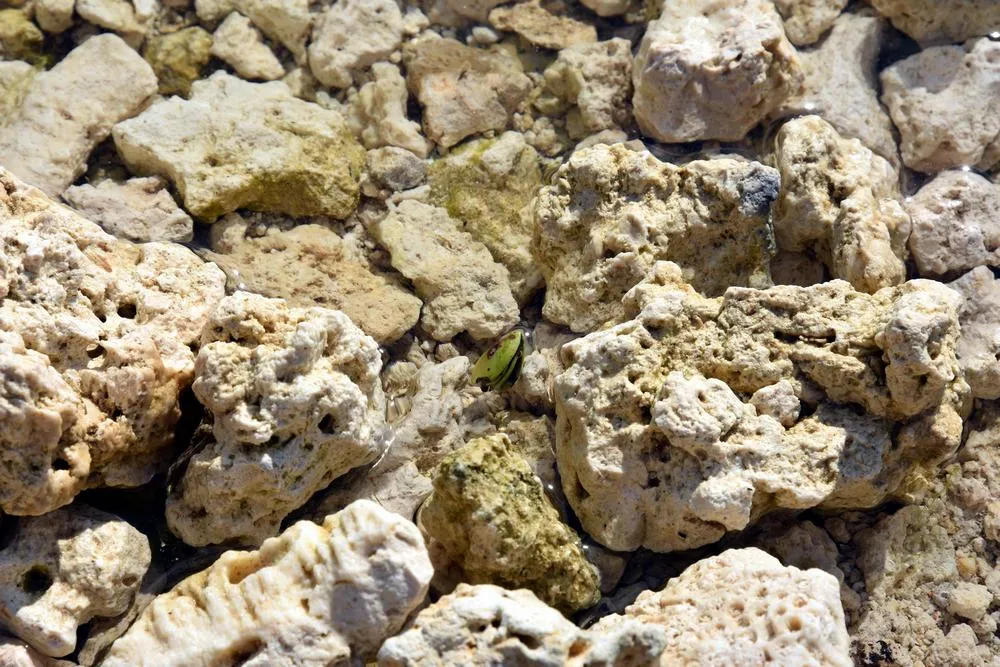 парк джон пеннекамп корал риф / john pennekamp coral reef state park 53