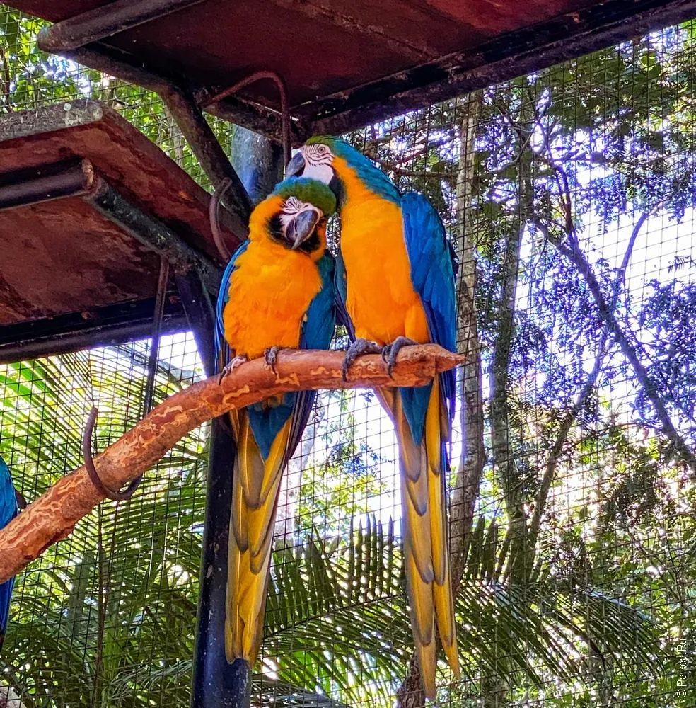парк птиц фос-ду-игуасу бразилия / parque das aves 21-2
